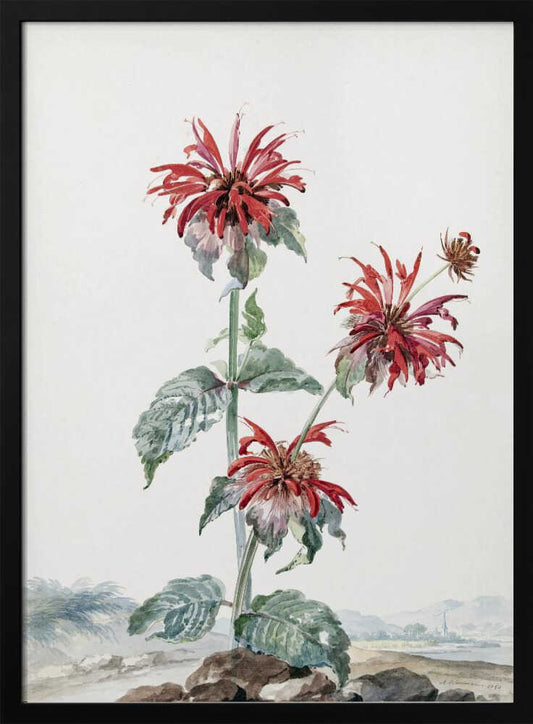 A Red Bergamot In a Landscape - Poster / Art Print