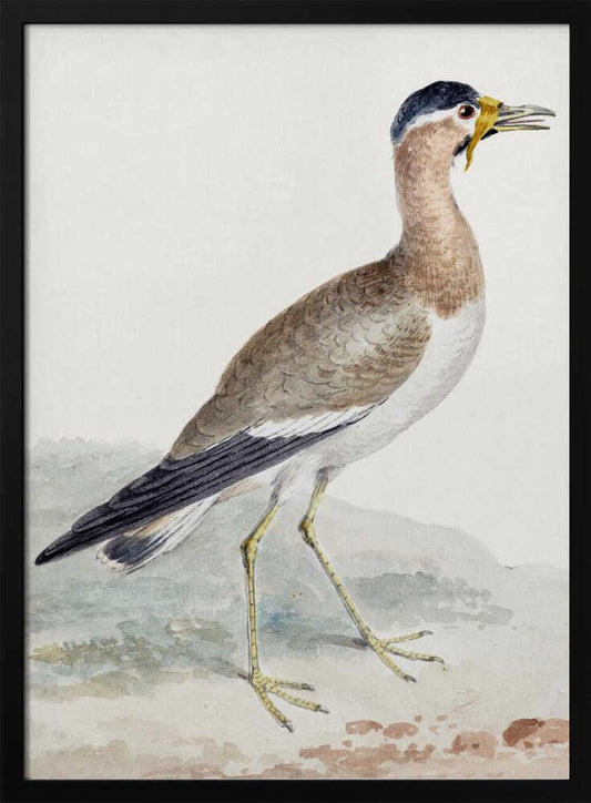 A Yellow Wattled Lapwing - Poster / Art Print