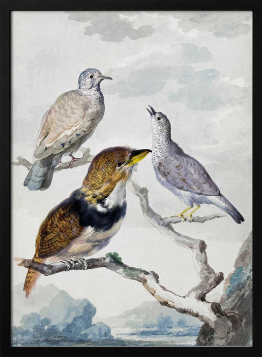 Three Birds, Two Inca Pigeons and a Collared Bearded Cuckoo - Poster / Art Print
