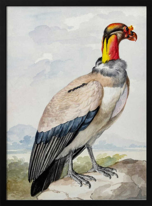 Stone Curlew - Poster / Art Print