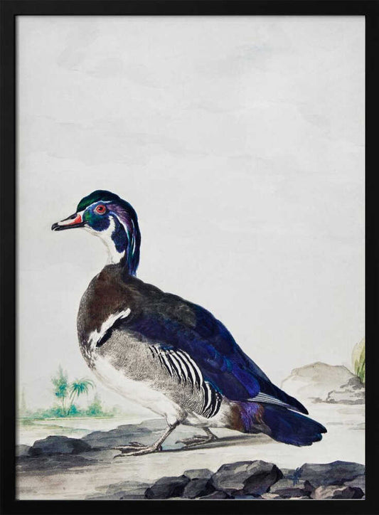 A Duck - Poster / Art Print