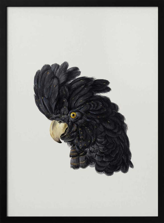 Head of a Cockatoo - Poster / Art Print