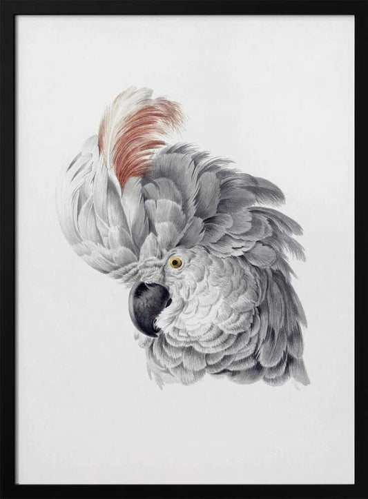 Cockatoo Head - Poster / Art Print