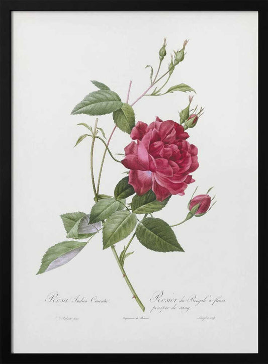 Blood Red Bengal Rose, Les Roses (1817–1824) - Poster / Art Print