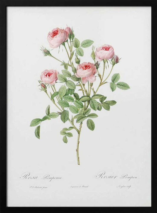 Burgundian Rose, Les Roses (1817–1824) - Poster / Art Print
