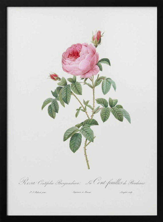 Burgundy Cabbage Rose, Les Roses (1817–1824) - Poster / Art Print