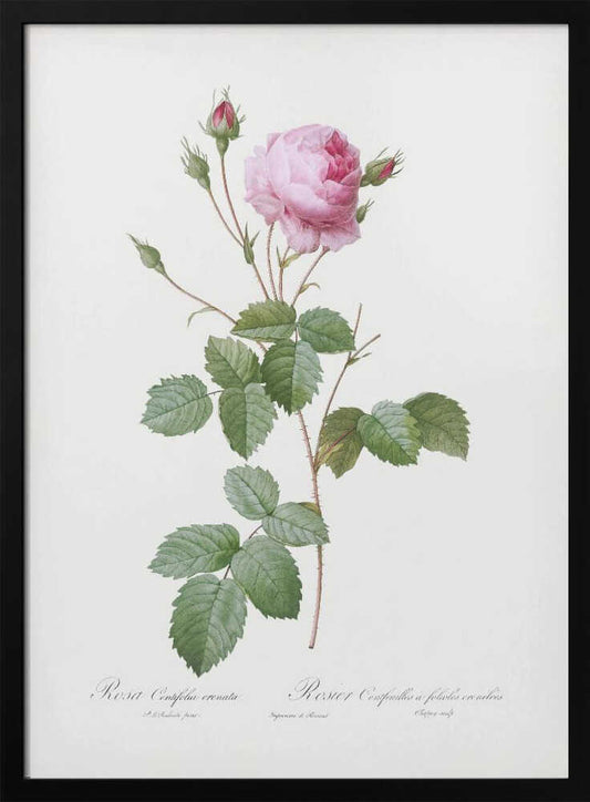 Crenate Leaved Cabbage Rose, Les Roses (1817–1824) - Poster / Art Print
