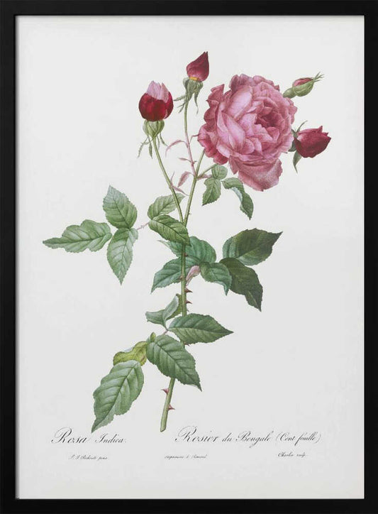 Provence Rose, Les Roses (1817–1824) - Poster / Art Print