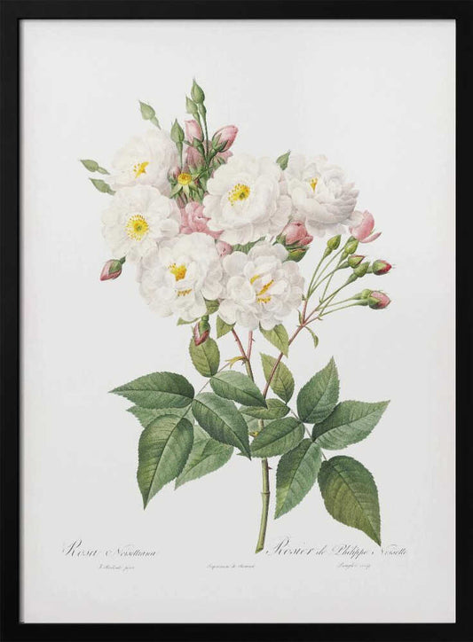 Rosa × Noisettiana, Les Roses (1817–1824) - Poster / Art Print