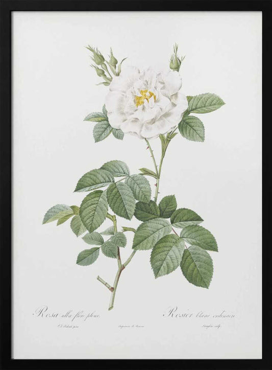 Rosa Alba Flore Pleno, Les Roses (1817–1824) - Poster / Art Print