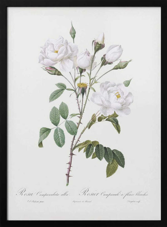 Rosa Gallica Pontiana, Les Roses (1817–1824) - Poster / Art Print
