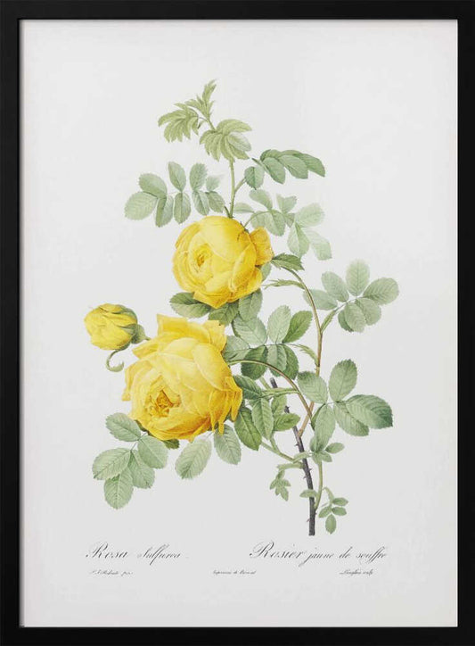 Rosa Hemisphaerica, Les Roses (1817–1824) - Poster / Art Print