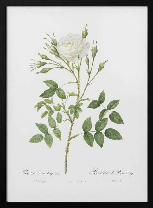 Rose of Rosenberg, Les Roses (1817–1824) - Poster / Art Print