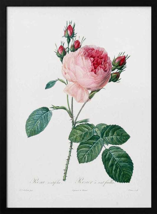 Rosier a Cent Feuilles, From Les Roses - Poster / Art Print