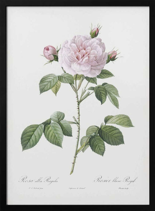 Royal White Rose, Les Roses (1817–1824) - Poster / Art Print