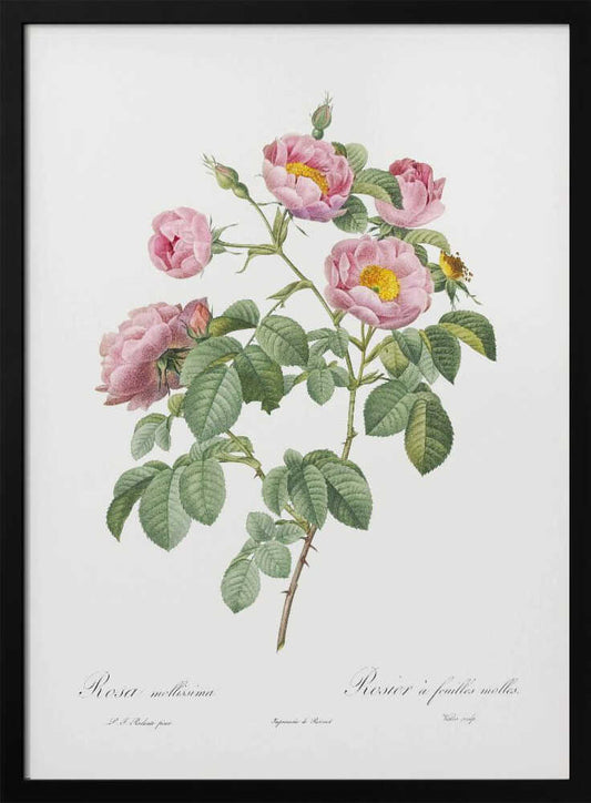Semi Double Variety of Tomentose Rose, Les Roses (1817–1824) - Poster / Art Print