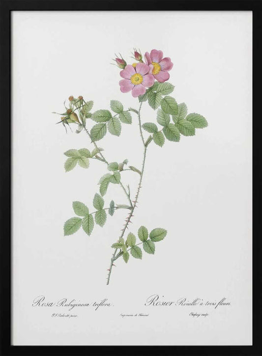 Sweetbriar, Les Roses (1817–1824) - Poster / Art Print