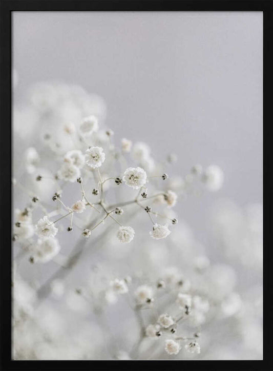 White Breath Flowers - Poster / Art Print