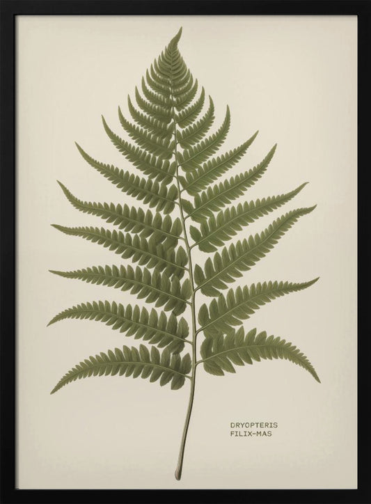 Dryopteris Filix Mas - Poster / Art Print