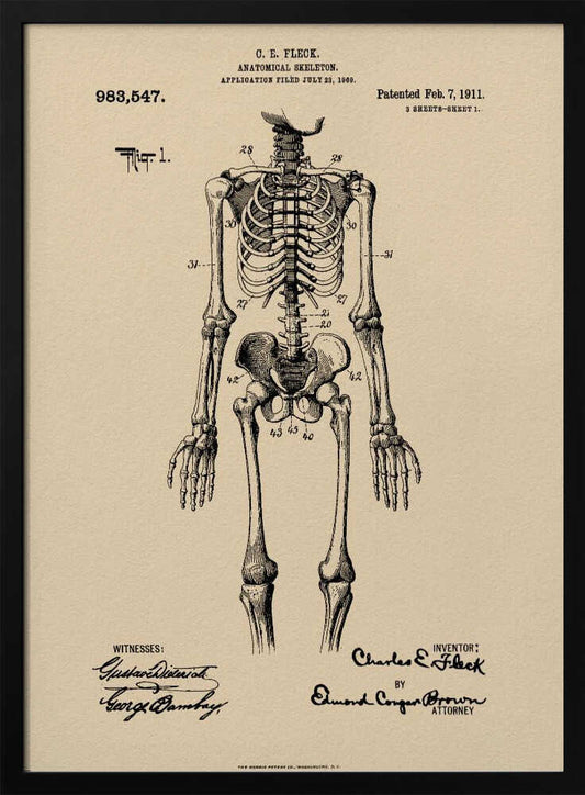 Anatomical Skeleton Patent 1911 - Poster / Art Print