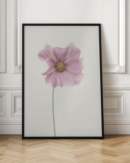 Cosmos flower - Poster / Art Print