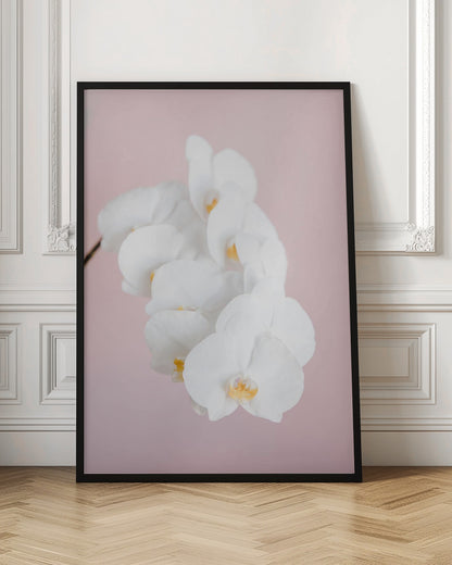 Orchid_2 - Poster / Art Print