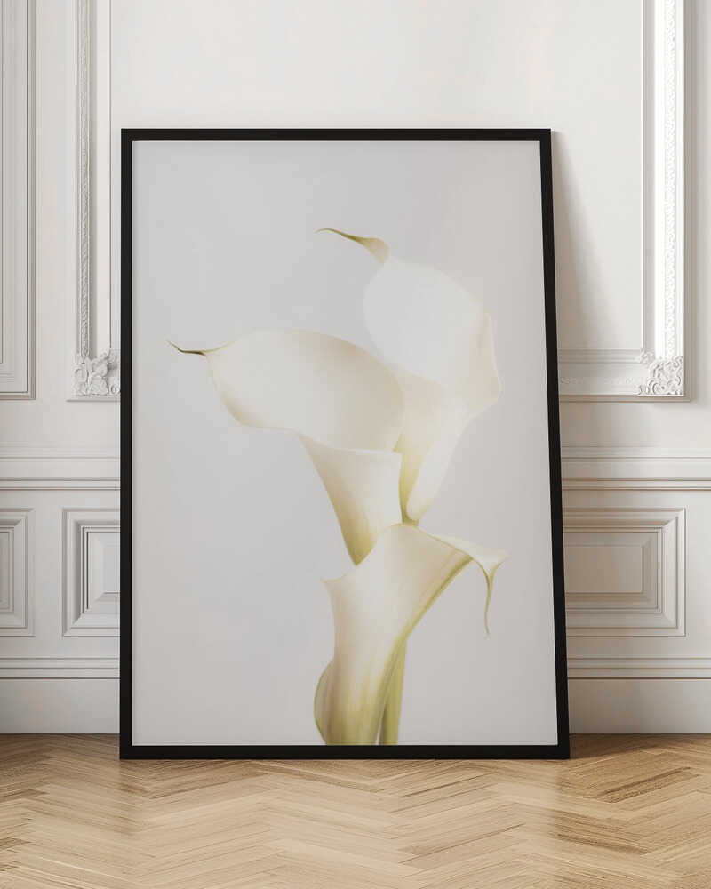 White Calla Lily No 3 - Poster / Art Print