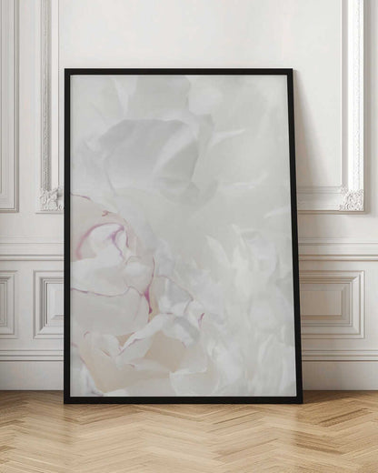 An abstract close-up of soft white peony petals with delicate purple edges in a black frame.