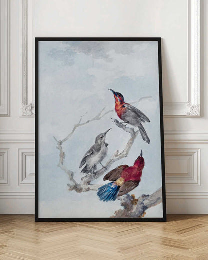Three Crimson Sunbirds - Poster / Art Print