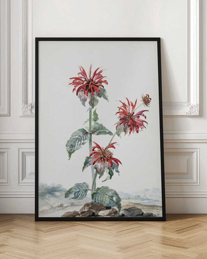 A Red Bergamot In a Landscape - Poster / Art Print
