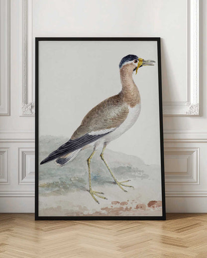 A Yellow Wattled Lapwing - Poster / Art Print