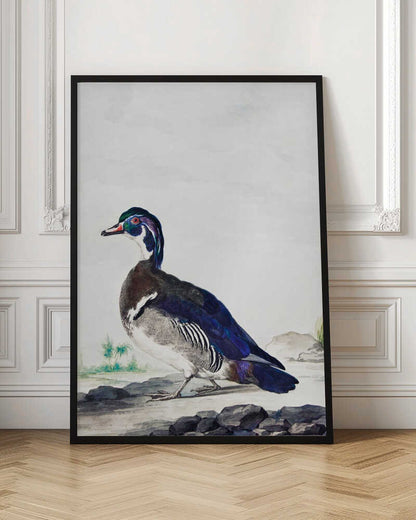 A Duck - Poster / Art Print