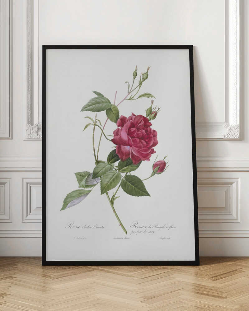 Blood Red Bengal Rose, Les Roses (1817–1824) - Poster / Art Print