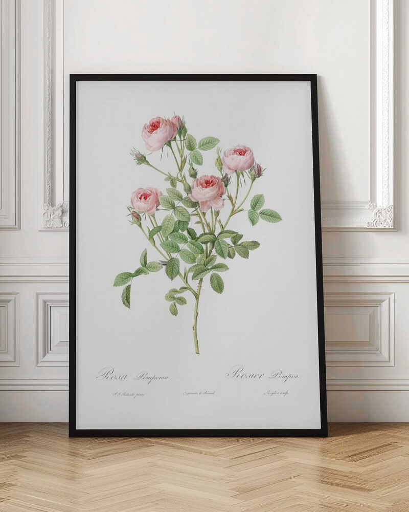 Burgundian Rose, Les Roses (1817–1824) - Poster / Art Print