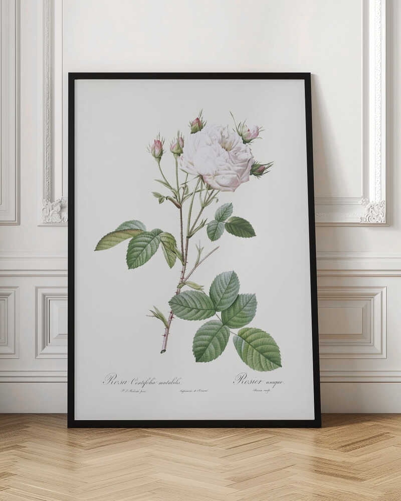 Cabbage Rose White Provence, Les Roses (1817–1824) - Poster / Art Print