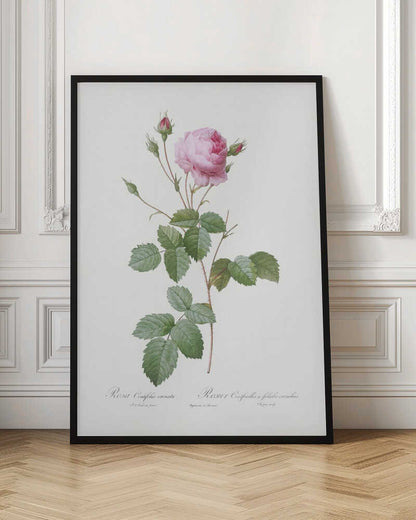 Crenate Leaved Cabbage Rose, Les Roses (1817–1824) - Poster / Art Print