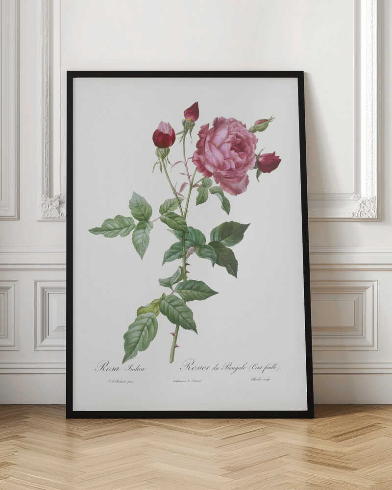 Provence Rose, Les Roses (1817–1824) - Poster / Art Print