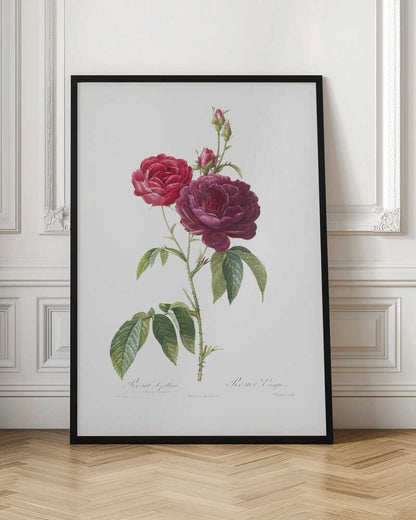Purple French Rose, Les Roses (1817–1824) - Poster / Art Print