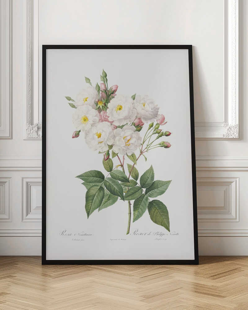 Rosa × Noisettiana, Les Roses (1817–1824) - Poster / Art Print