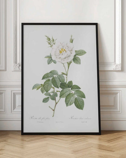 Rosa Alba Flore Pleno, Les Roses (1817–1824) - Poster / Art Print
