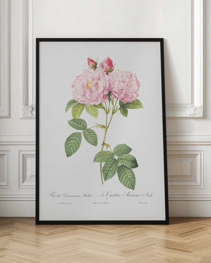 Rosa Bifera Officinalis, Les Roses (1817–1824) - Poster / Art Print