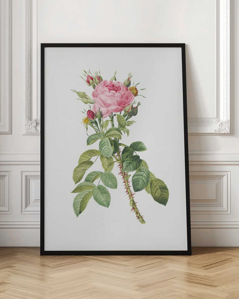 Rosa Bifera Macrocarpa, Les Roses (1817–1824) - Poster / Art Print