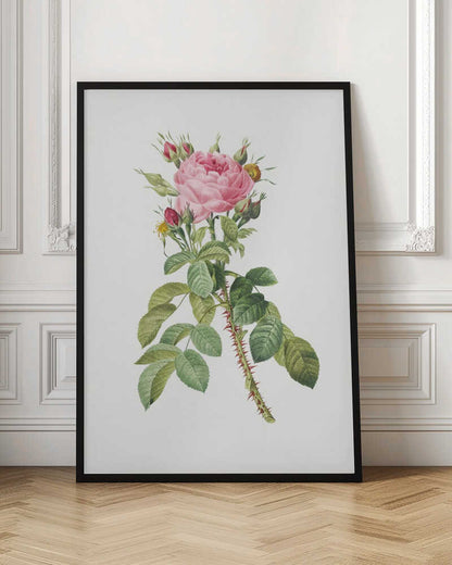 Rosa Bifera Macrocarpa, Les Roses (1817–1824) - Poster / Art Print