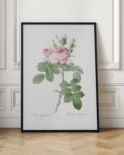Rosa Bifera Officinalis,les Roses (1817–1824) - Poster / Art Print