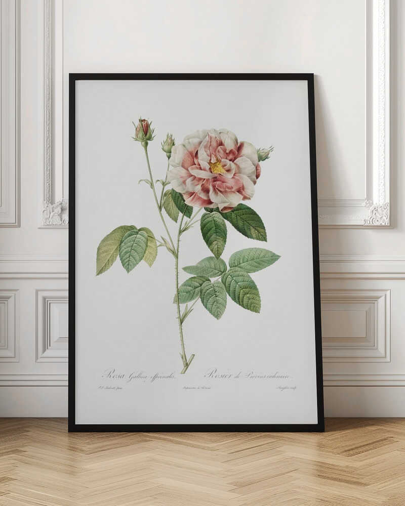 Rosa Gallica (1817–1824), Les Rose - Poster / Art Print