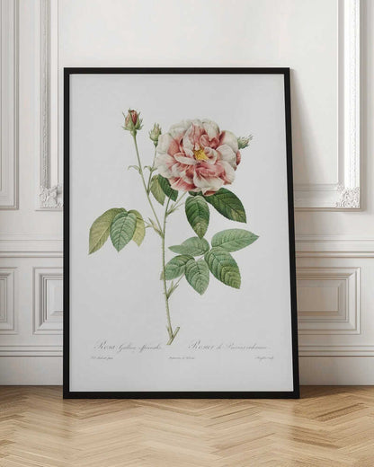 Rosa Gallica (1817–1824), Les Rose - Poster / Art Print