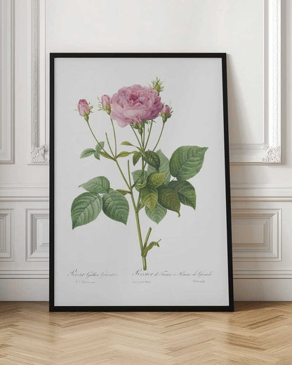 Rosa Gallica Granules, Les Roses (1817–1824) - Poster / Art Print