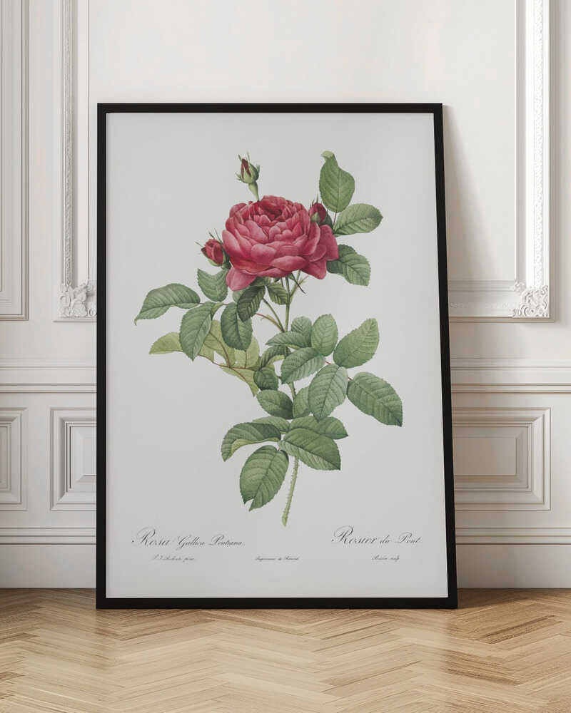 Rosa Gallica Pontiana, Les Roses (1817–1824) - Poster / Art Print