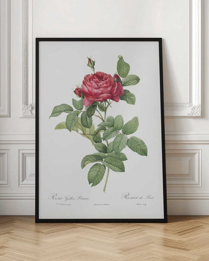 Rosa Gallica Pontiana, Les Roses (1817–1824) - Poster / Art Print