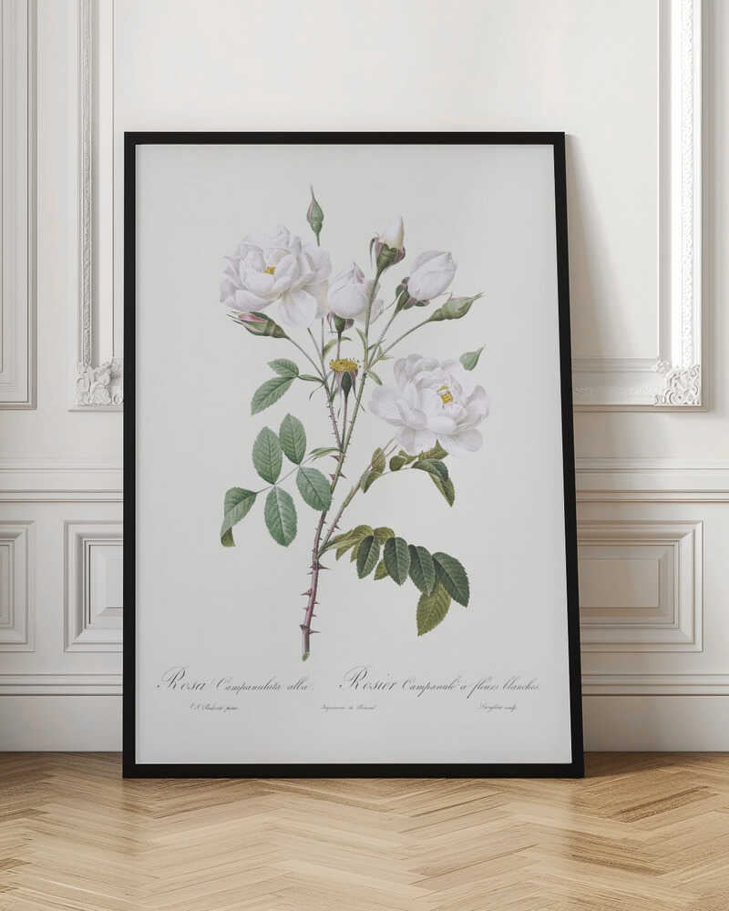 Rosa Gallica Pontiana, Les Roses (1817–1824) - Poster / Art Print